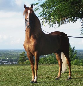 elinPuerto_rican-Paso-Fino-Horse-chestnut