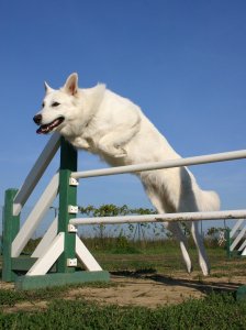 Jumping White Dog