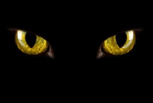 jiu_rf_photo_of_cat_eyes_glowing_in_dark