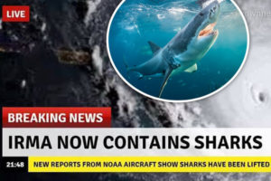 Irma contains sharks