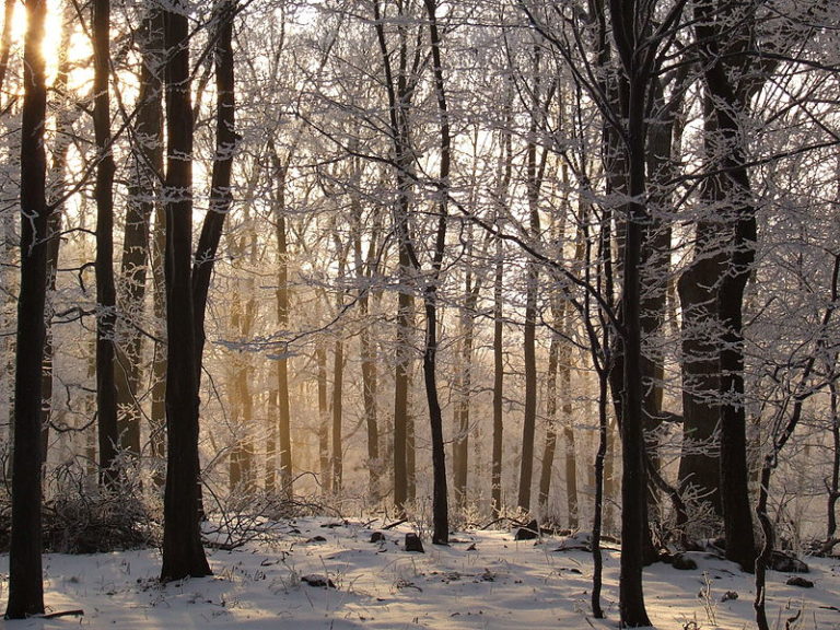 wintersolsticeforest