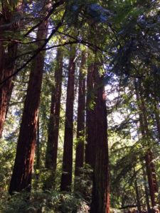 Oakland redwoods