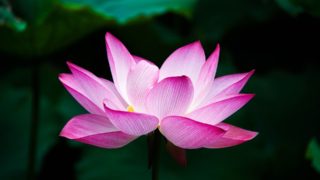 pink flower - pixabay