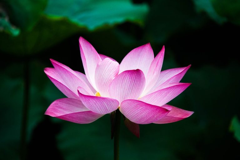 pink flower - pixabay